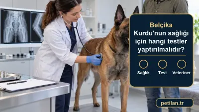 Belçika Kurdu'nun sağlığı için hangi testler yaptırılmalıdır?