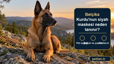 Belçika Kurdu'nun siyah maskesi neden tanınır?
