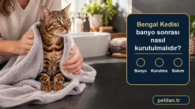 Bengal Kedisi banyo sonrası nasıl kurutulmalıdır?