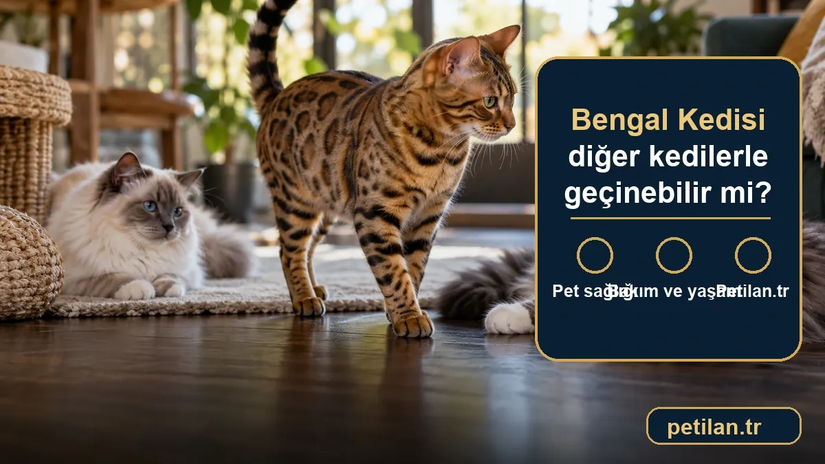 Bengal Kedisi diğer kedilerle geçinebilir mi?