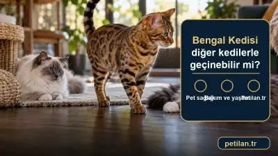 Bengal Kedisi diğer kedilerle geçinebilir mi?