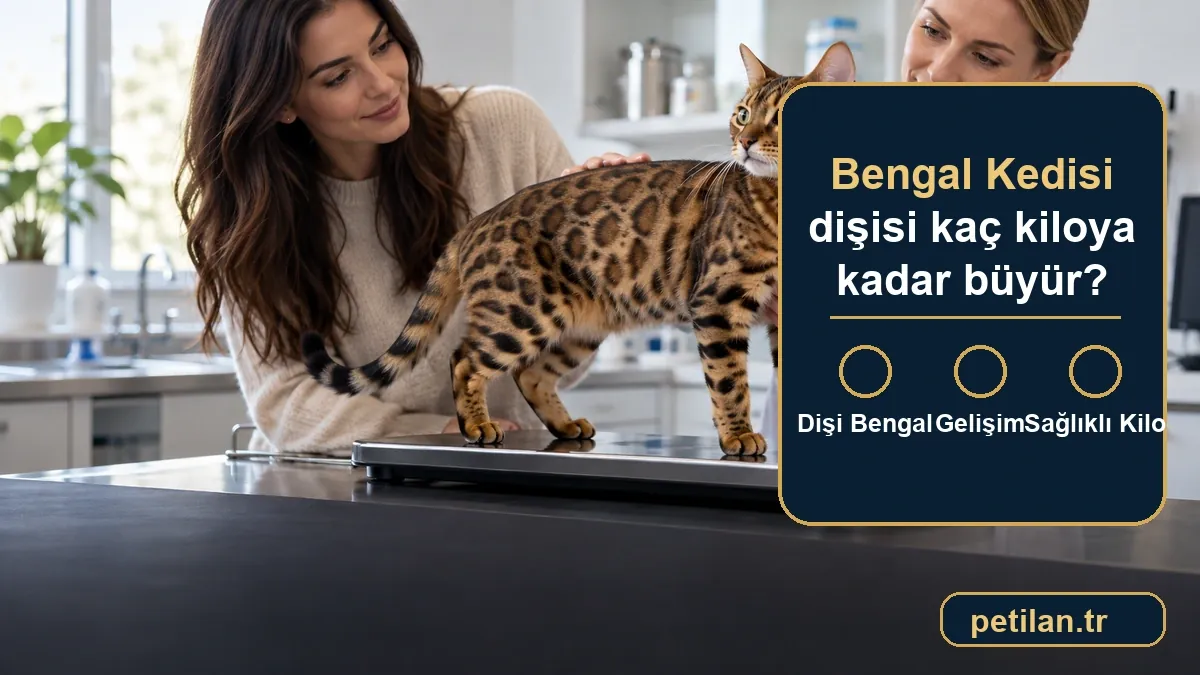 Bengal Kedisi dişisi kaç kiloya kadar büyür?
