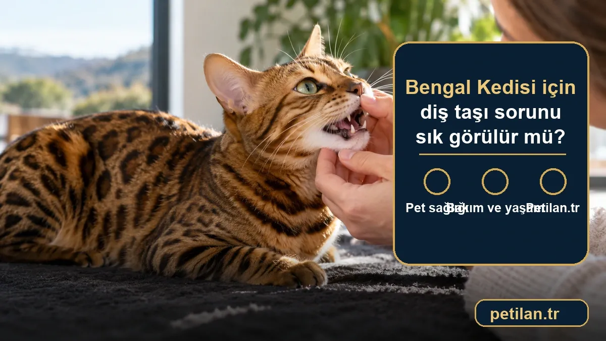 Bengal Kedisi için diş taşı sorunu sık görülür mü?