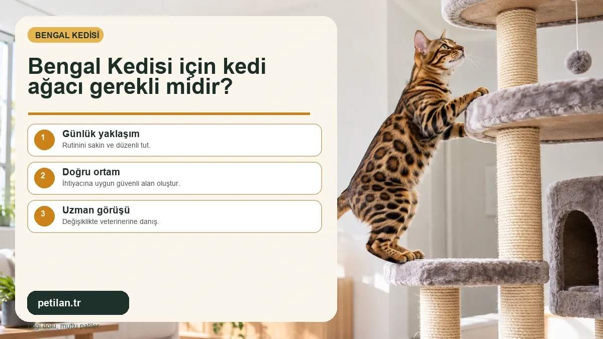 Bengal Kedisi için kedi ağacı gerekli midir?
