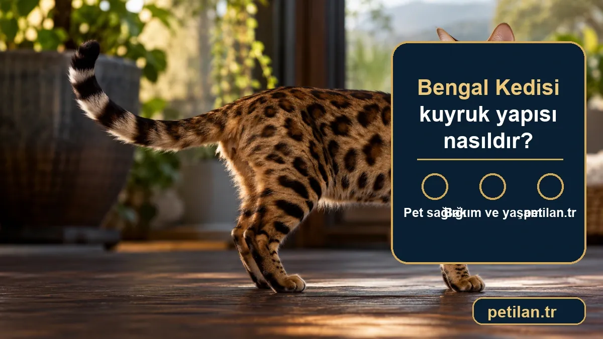 Bengal Kedisi kuyruk yapısı nasıldır?