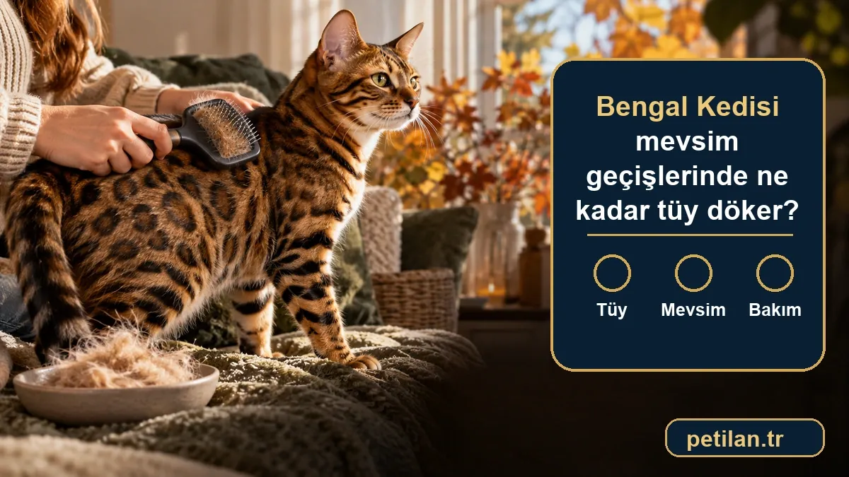 Bengal Kedisi mevsim geçişlerinde ne kadar tüy döker?