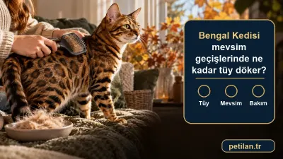 Bengal Kedisi mevsim geçişlerinde ne kadar tüy döker?