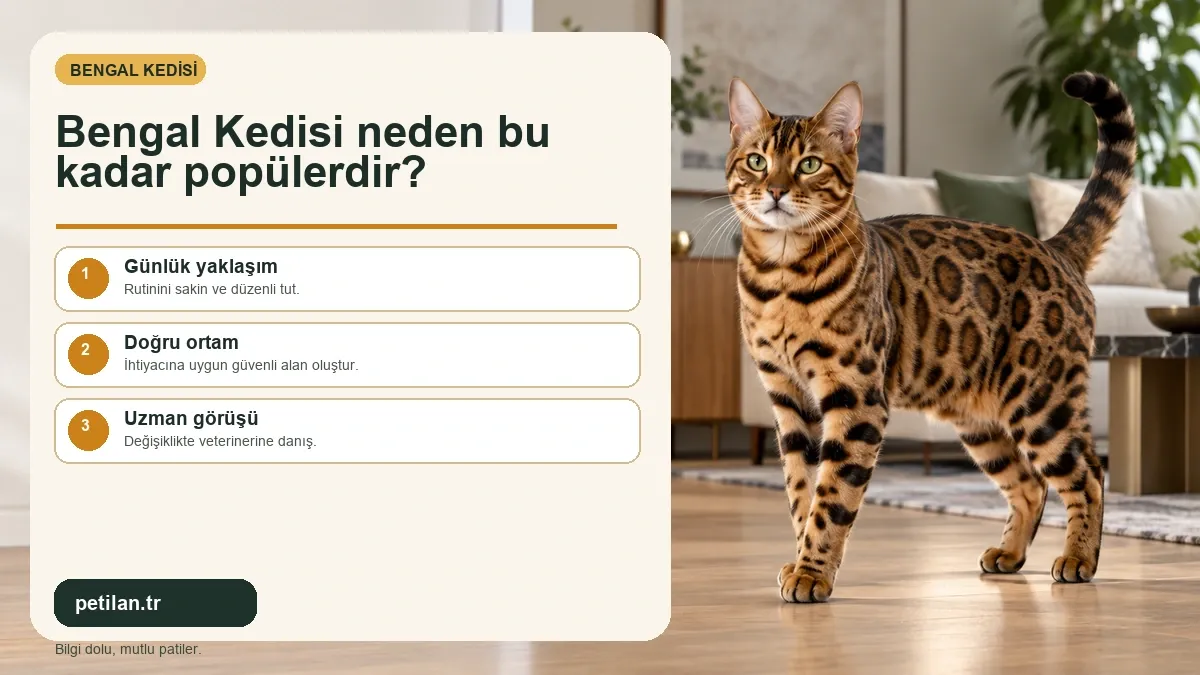 Bengal Kedisi neden bu kadar popülerdir?