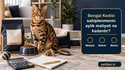 Bengal Kedisi sahiplenmenin aylık maliyeti ne kadardır?