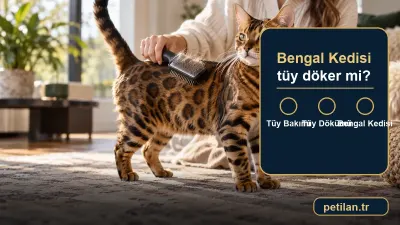 Bengal Kedisi tüy döker mi?