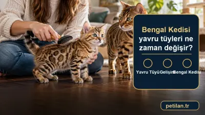 Bengal Kedisi yavru tüyleri ne zaman değişir?