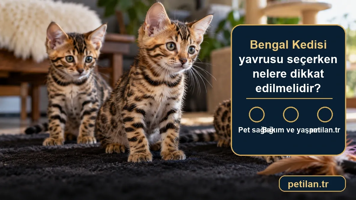 Bengal Kedisi yavrusu seçerken nelere dikkat edilmelidir?