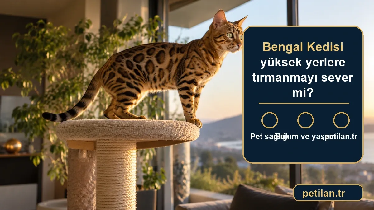 Bengal Kedisi yüksek yerlere tırmanmayı sever mi?