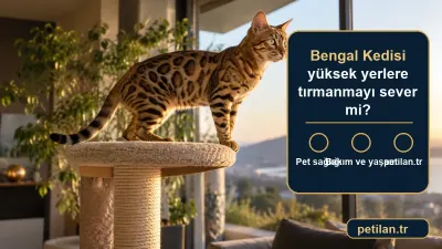 Bengal Kedisi yüksek yerlere tırmanmayı sever mi?