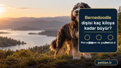 Bernedoodle dişisi kaç kiloya kadar büyür?