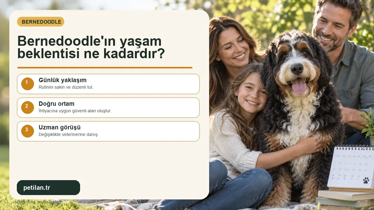 Bernedoodle'ın yaşam beklentisi ne kadardır?