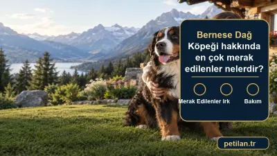 Bernese Dağ Köpeği hakkında en çok merak edilenler nelerdir?