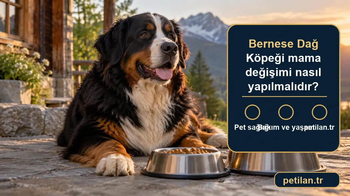 Bernese Dağ Köpeği mama değişimi nasıl yapılmalıdır?