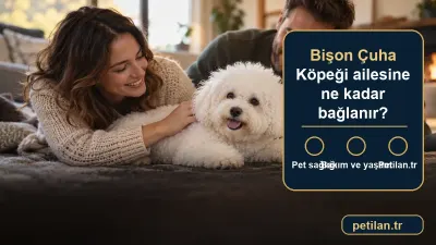Bişon Çuha Köpeği ailesine ne kadar bağlanır?