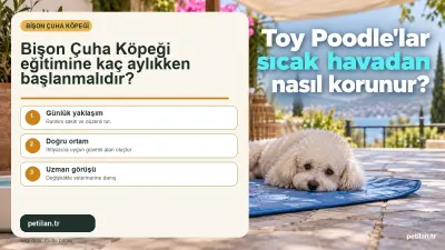 Bişon Çuha Köpeği eğitimine kaç aylıkken başlanmalıdır?