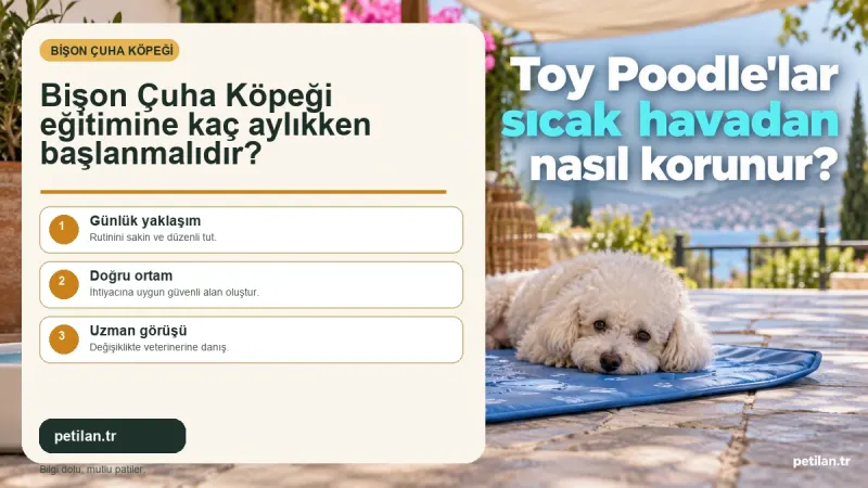 Bişon Çuha Köpeği eğitimine kaç aylıkken başlanmalıdır?