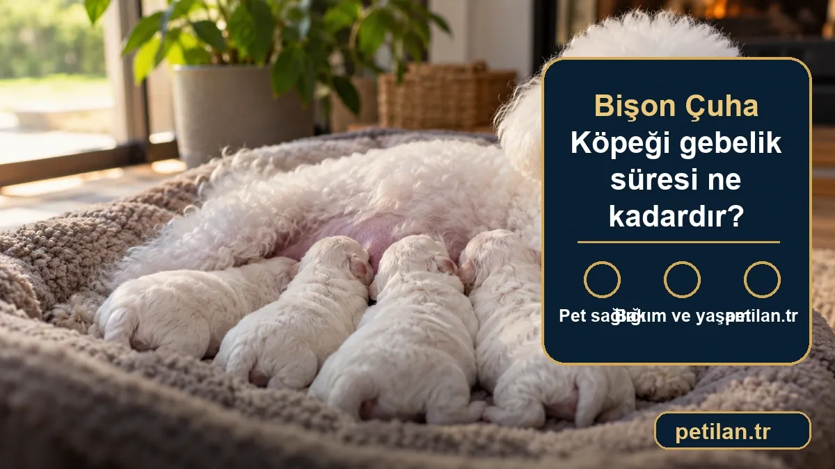 Bişon Çuha Köpeği gebelik süresi ne kadardır?