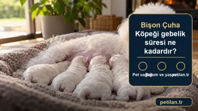 Bişon Çuha Köpeği gebelik süresi ne kadardır?