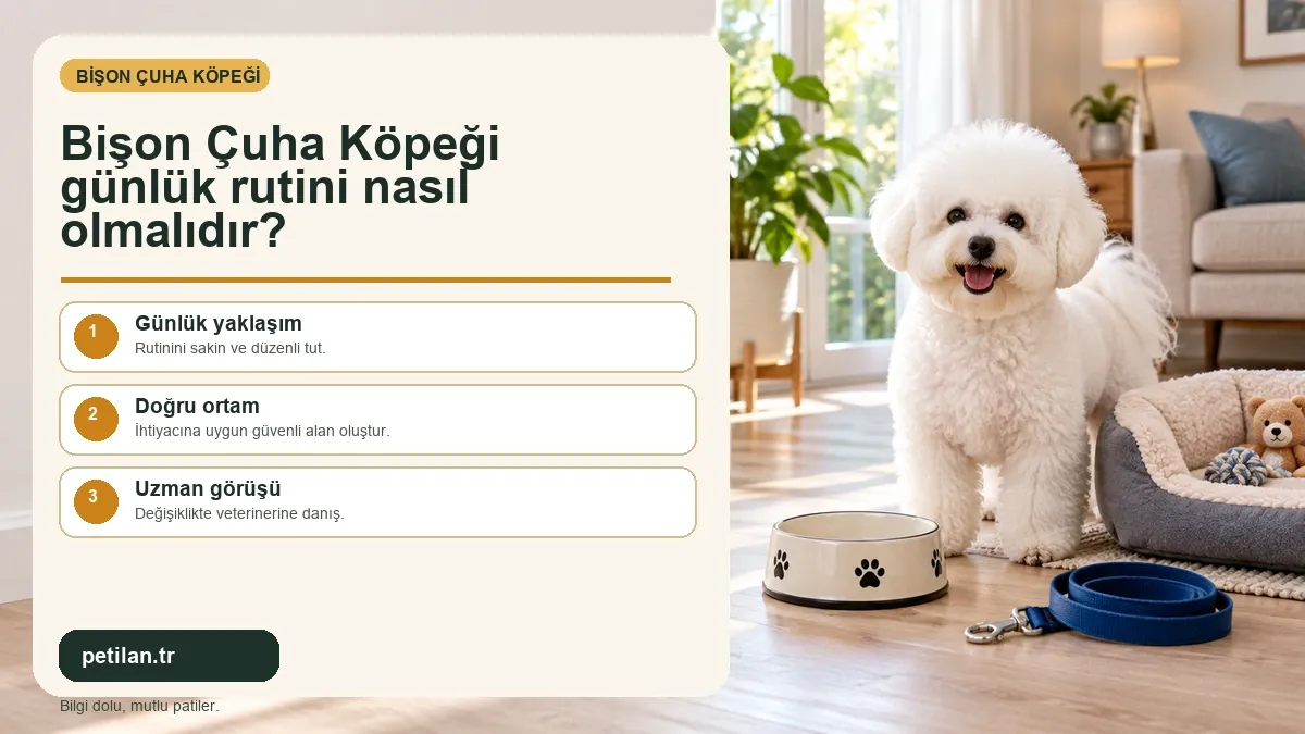 Bişon Çuha Köpeği günlük rutini nasıl olmalıdır?