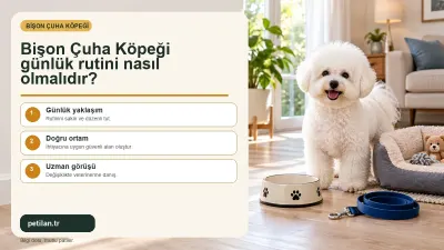Bişon Çuha Köpeği günlük rutini nasıl olmalıdır?