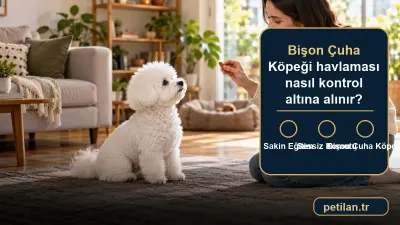Bişon Çuha Köpeği havlaması nasıl kontrol altına alınır?