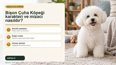 Bişon Çuha Köpeği karakteri ve mizacı nasıldır?