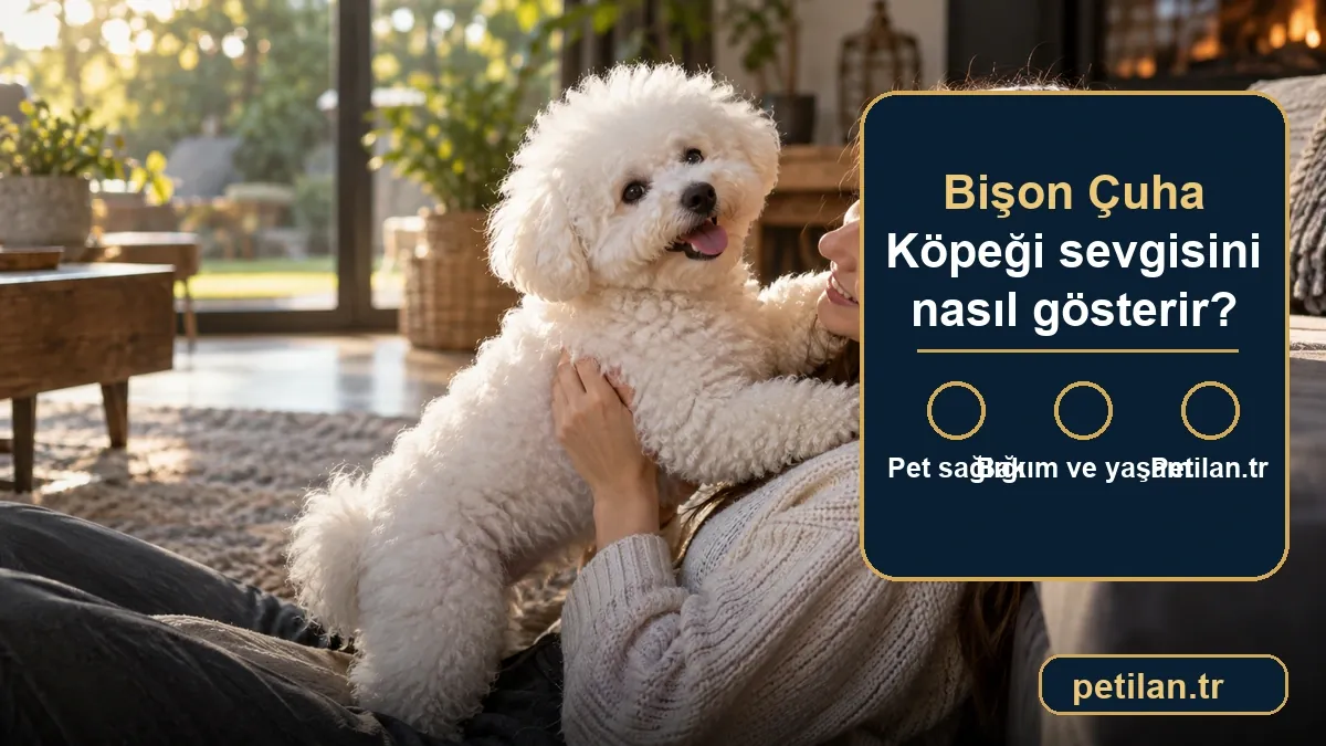 Bişon Çuha Köpeği sevgisini nasıl gösterir?