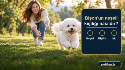 Bişon'un neşeli kişiliği nasıldır?