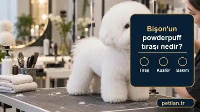 Bişon'un powderpuff tıraşı nedir?