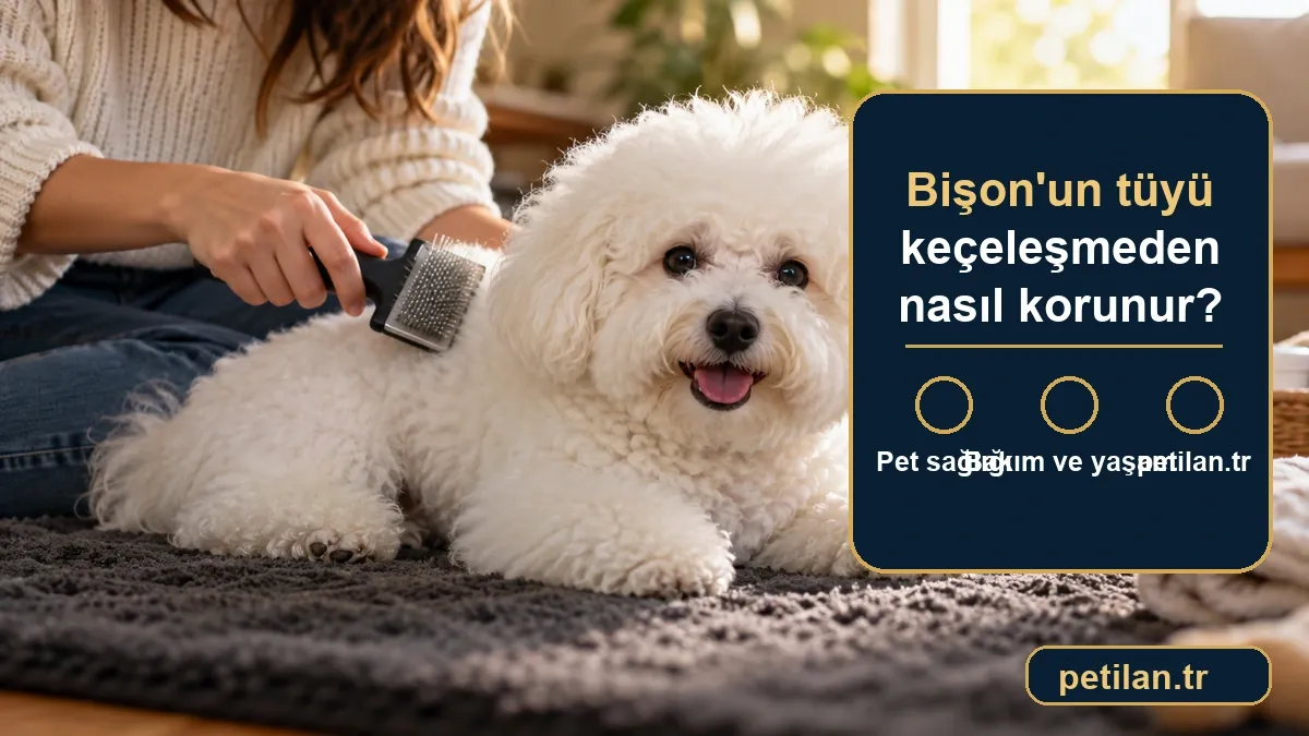 Bişon'un tüyü keçeleşmeden nasıl korunur?