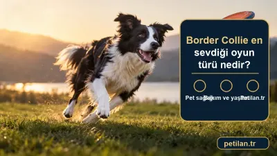 Border Collie en sevdiği oyun türü nedir?