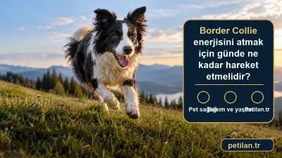 Border Collie enerjisini atmak için günde ne kadar hareket etmelidir?