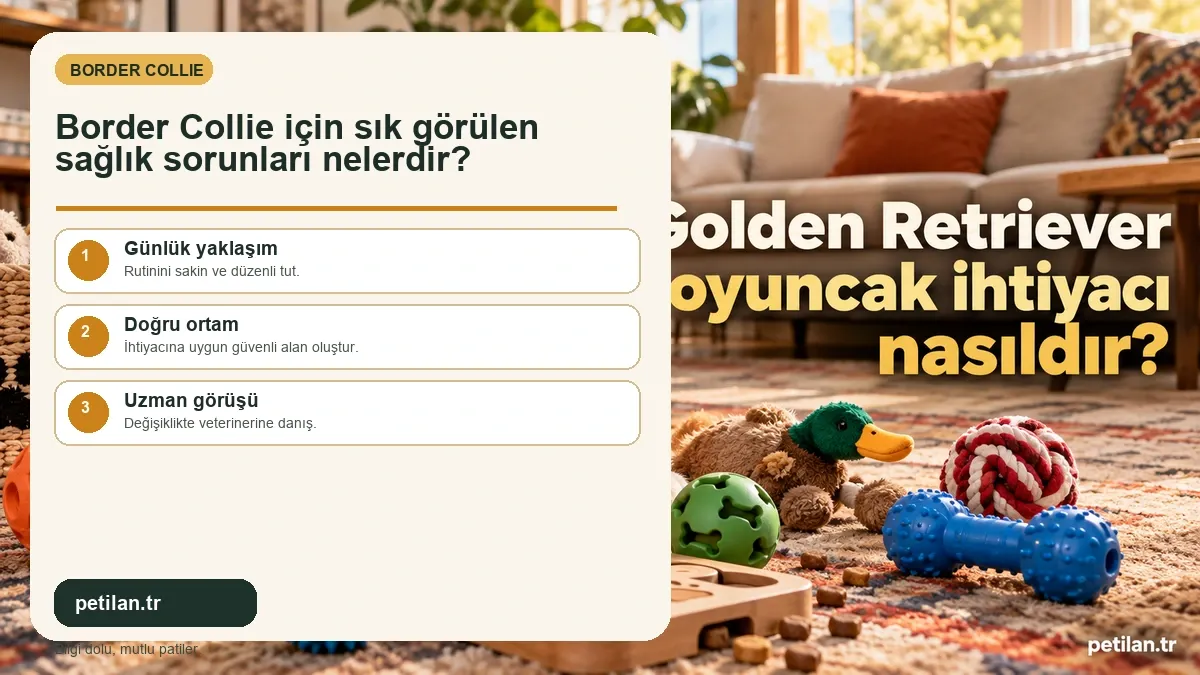 Border Collie için sık görülen sağlık sorunları nelerdir?