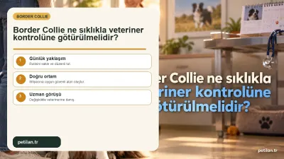Border Collie ne sıklıkla veteriner kontrolüne götürülmelidir?
