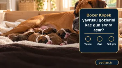 Boxer Köpek yavrusu gözlerini kaç gün sonra açar?