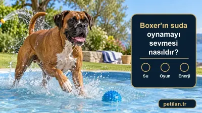 Boxer'ın suda oynamayı sevmesi nasıldır?