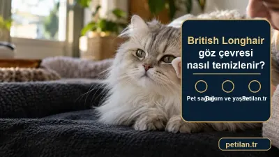 British Longhair göz çevresi nasıl temizlenir?