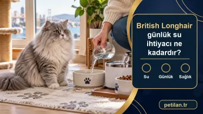 British Longhair günlük su ihtiyacı ne kadardır?