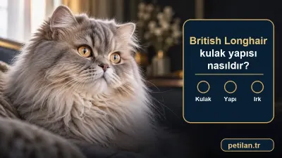 British Longhair kulak yapısı nasıldır?