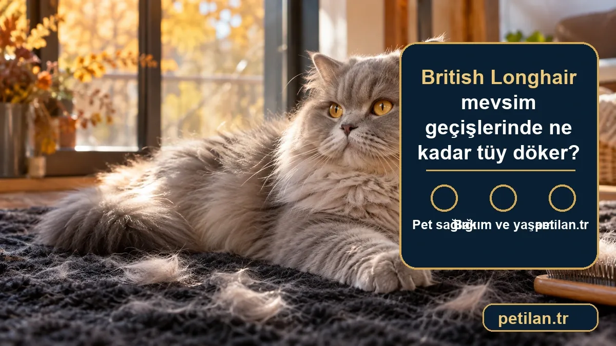 British Longhair mevsim geçişlerinde ne kadar tüy döker?