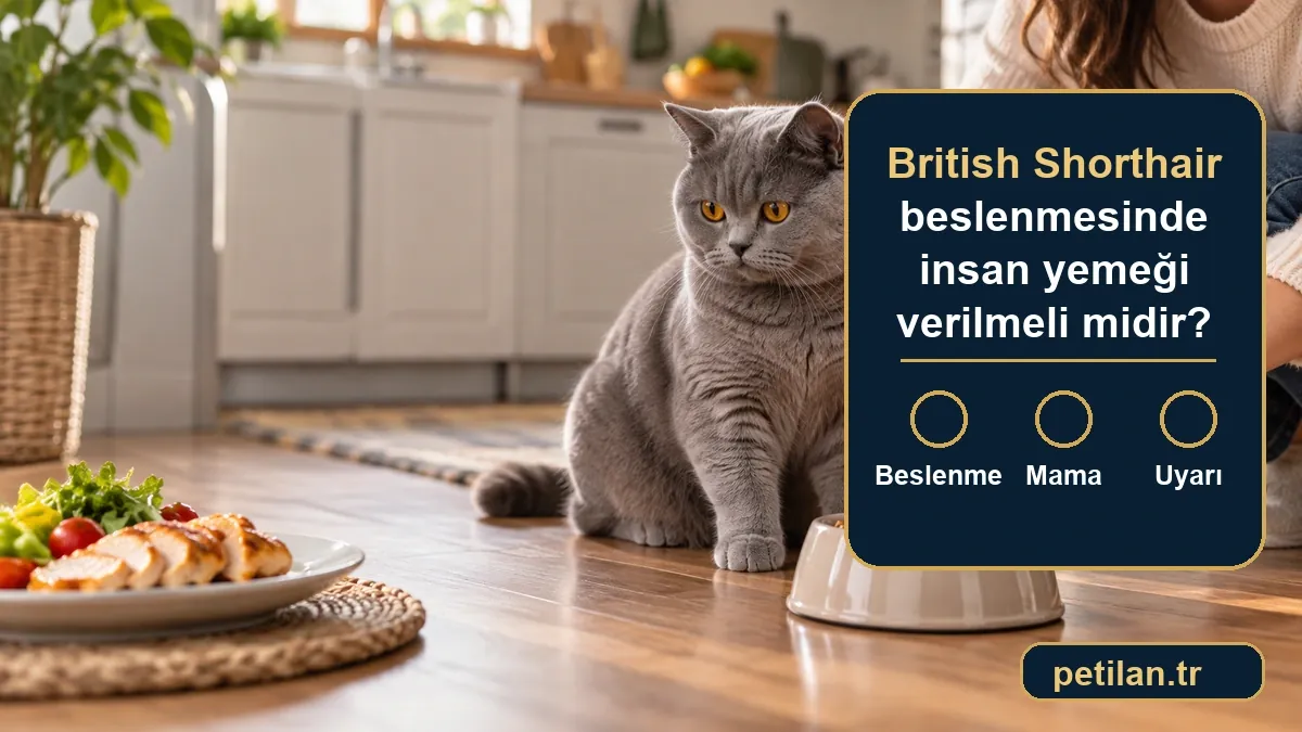 British Shorthair beslenmesinde insan yemeği verilmeli midir?