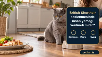 British Shorthair beslenmesinde insan yemeği verilmeli midir?