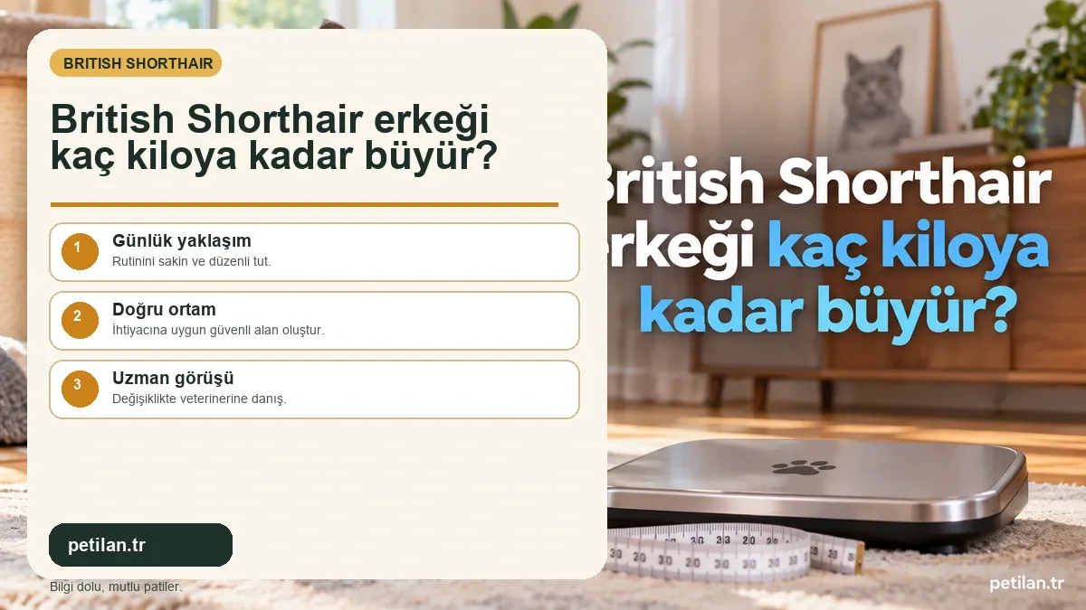 British Shorthair erkeği kaç kiloya kadar büyür?