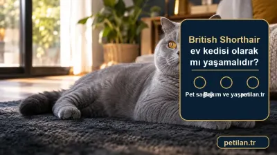 British Shorthair ev kedisi olarak mı yaşamalıdır?