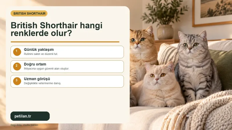 British Shorthair hangi renklerde olur?